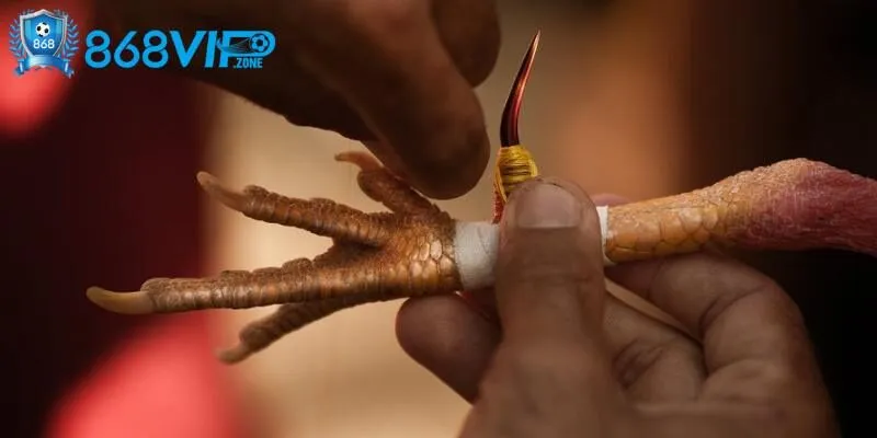 Đá gà cựa sắt hấp dẫn tạo nên sự kịch tính trong trận đấu