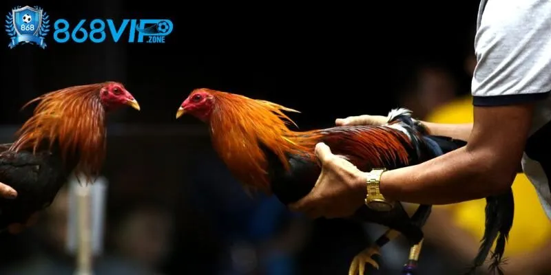 Đá Gà Peru - Loại Hình Được Nhiều Người Ưa Chuộng Nhất Hiện Nay