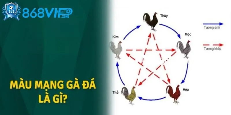 Màu Mạng Đá Gà Giúp Tăng Khả Năng Chiến Thắng