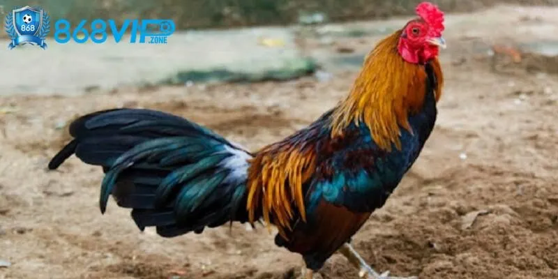 Mệnh Thủy tạo nên những lợi thế đặc biệt trong thi đấu